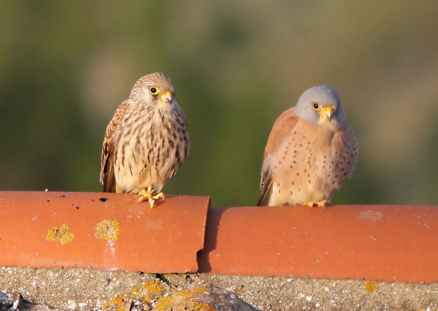 BALADE NATURE : DÉCOUVERTE DU FAUCON CRECERELETTE